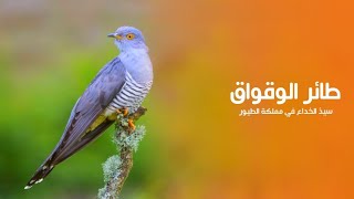 طائر الوقواق هو سيد الخداع في مملكة الطيور