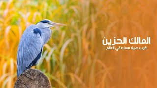 طائر المالك الحزين سيد الخدع وهو أغرب صياد سمك في العالم