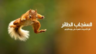 السنجاب الطائر الجميل أقل الثدييات شهرة على وجه الأرض
